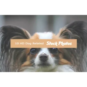 10 HD Dog Stock Images